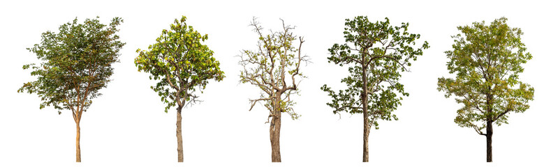 Collection high qaulity tree has been cut from the original background and replaced with a transparent background for easy selection.