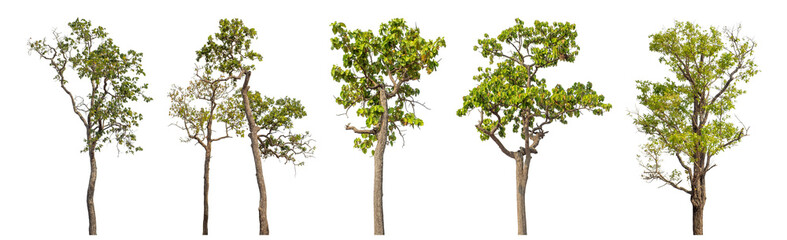 Collection high qaulity tree has been cut from the original background and replaced with a transparent background for easy selection.