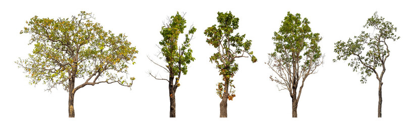 Collection high qaulity tree has been cut from the original background and replaced with a transparent background for easy selection.
