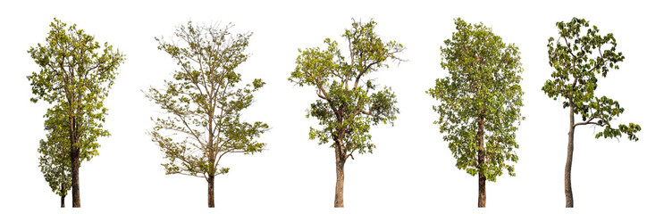 Collection high qaulity tree has been cut from the original background and replaced with a...