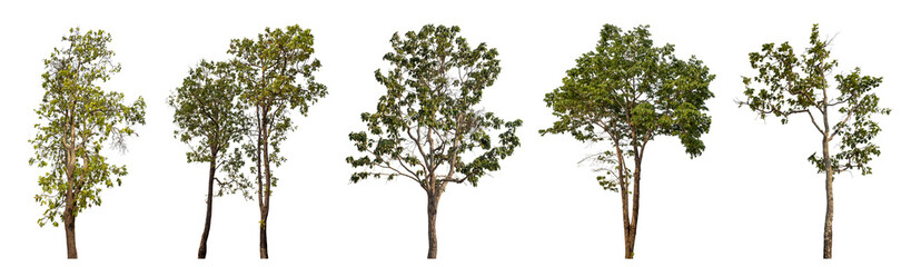 Collection high qaulity tree has been cut from the original background and replaced with a transparent background for easy selection.