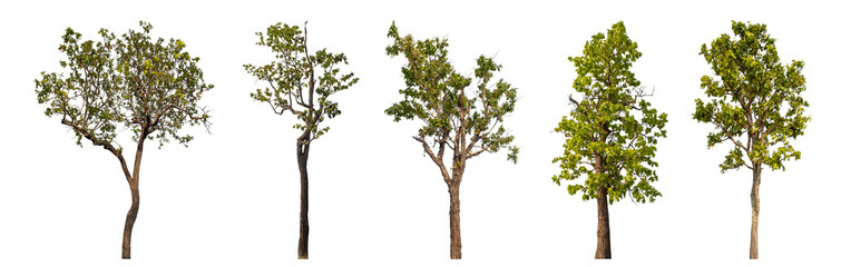 Collection high qaulity tree has been cut from the original background and replaced with a...