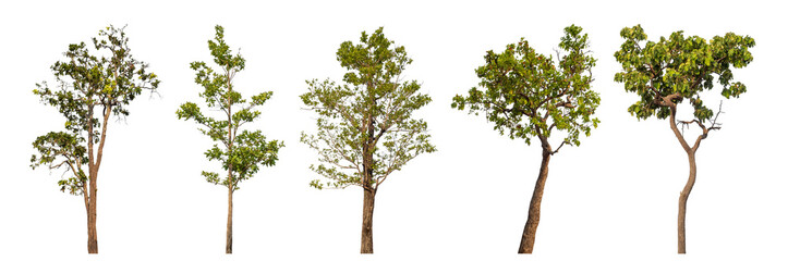 Collection high qaulity tree has been cut from the original background and replaced with a transparent background for easy selection.