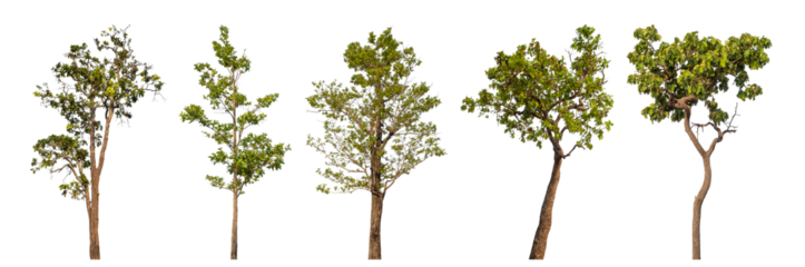 Collection high qaulity tree has been cut from the original background and replaced with a transparent background for easy selection.