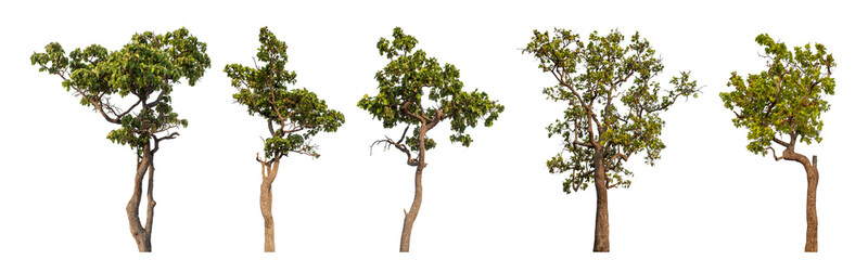 Obraz premium Collection high qaulity tree has been cut from the original background and replaced with a transparent background for easy selection.