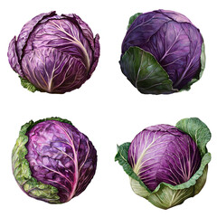 Vibrant purple cabbage varieties organic farm food photography natural setting close-up fresh produce showcase