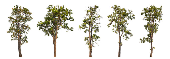 Collection high qaulity tree has been cut from the original background and replaced with a transparent background for easy selection.