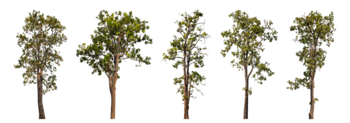 Collection high qaulity tree has been cut from the original background and replaced with a transparent background for easy selection.