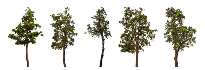 Collection high qaulity tree has been cut from the original background and replaced with a transparent background for easy selection.