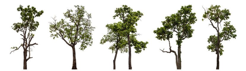 Collection high qaulity tree has been cut from the original background and replaced with a transparent background for easy selection.