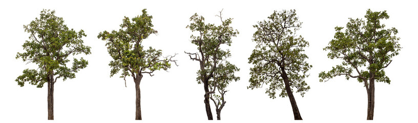 Collection high qaulity tree has been cut from the original background and replaced with a transparent background for easy selection.