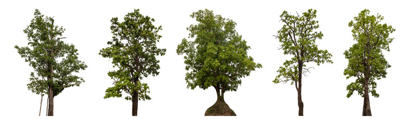 Collection high qaulity tree has been cut from the original background and replaced with a transparent background for easy selection.
