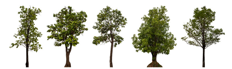 Collection high qaulity tree has been cut from the original background and replaced with a...