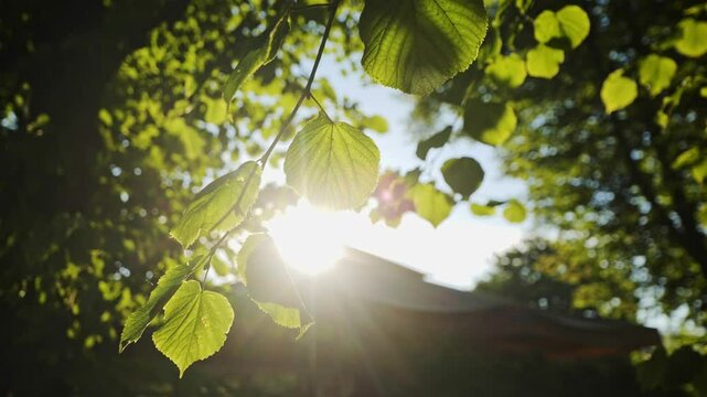 Green liden leaves glowing in sunlight, creating a calm and natural mood - 4K