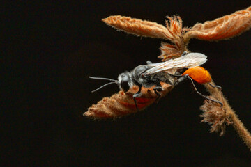 beautiful black and orange digger wasp, sphecoid wasp (apoidea) sleeping on a dried plant bud, with solid black background