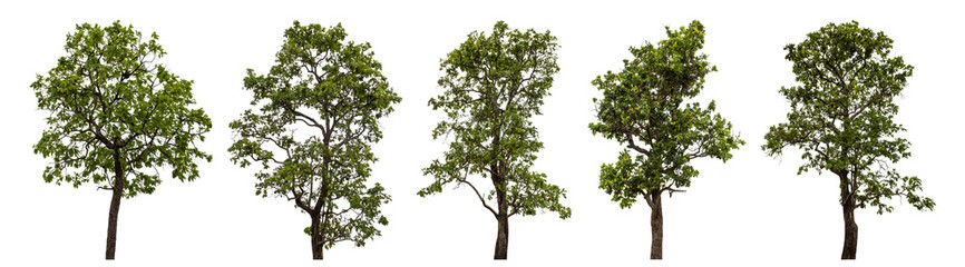 Collection high qaulity tree has been cut from the original background and replaced with a transparent background for easy selection.