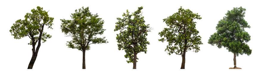 Collection high qaulity tree has been cut from the original background and replaced with a transparent background for easy selection.