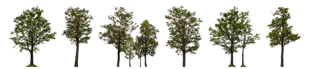 Collection high qaulity tree has been cut from the original background and replaced with a transparent background for easy selection.