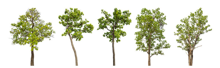 Obraz premium Collection high qaulity green tree has been cut from the original background and replaced with a transparent background for easy selection.