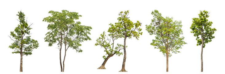 Collection high qaulity green tree has been cut from the original background and replaced with a transparent background for easy selection.