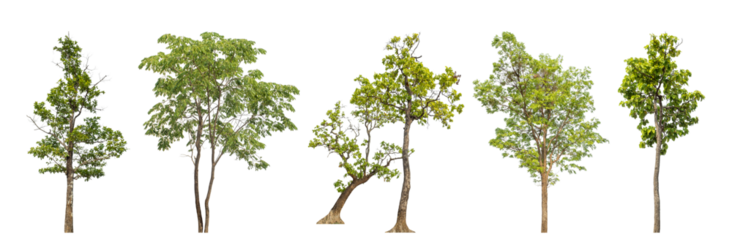 Collection high qaulity green tree has been cut from the original background and replaced with a transparent background for easy selection.