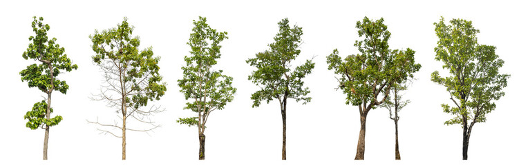 Collection high qaulity green tree has been cut from the original background and replaced with a transparent background for easy selection.