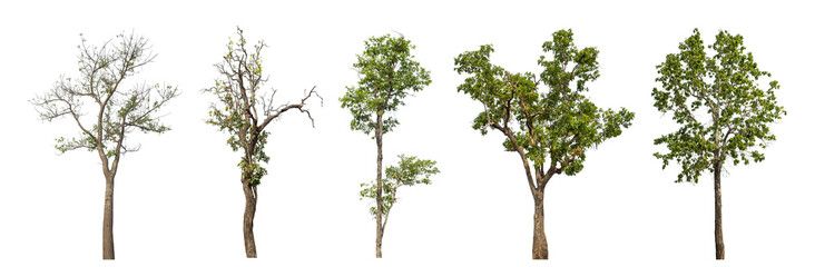Collection high qaulity tree has been cut from the original background and replaced with a transparent background for easy selection.