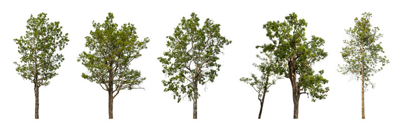 Collection high qaulity green tree has been cut from the original background and replaced with a transparent background for easy selection.