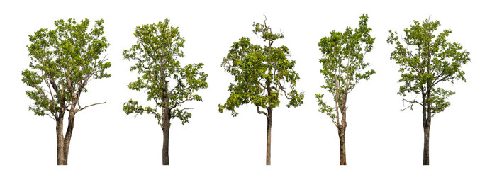 Collection high qaulity green tree has been cut from the original background and replaced with a transparent background for easy selection.