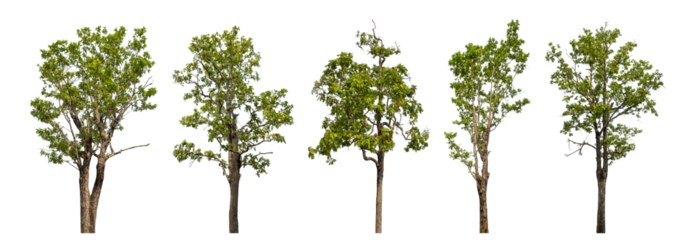 Collection high qaulity green tree has been cut from the original background and replaced with a transparent background for easy selection.