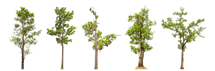 Collection high qaulity green tree has been cut from the original background and replaced with a...