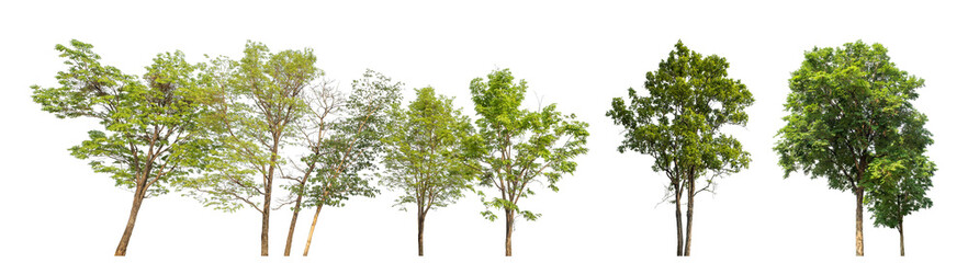 Obraz premium Collection high qaulity green tree has been cut from the original background and replaced with a transparent background for easy selection.