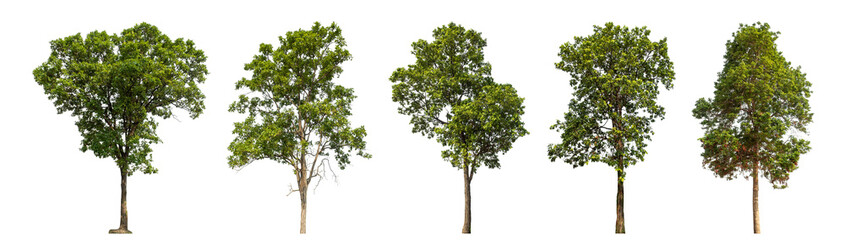 Collection high qaulity green tree has been cut from the original background and replaced with a transparent background for easy selection.