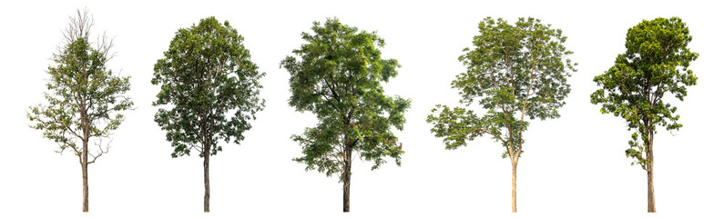 Collection high qaulity green tree has been cut from the original background and replaced with a transparent background for easy selection.