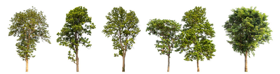 Collection high qaulity green tree has been cut from the original background and replaced with a transparent background for easy selection.