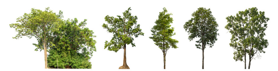 Collection high qaulity green tree has been cut from the original background and replaced with a transparent background for easy selection.