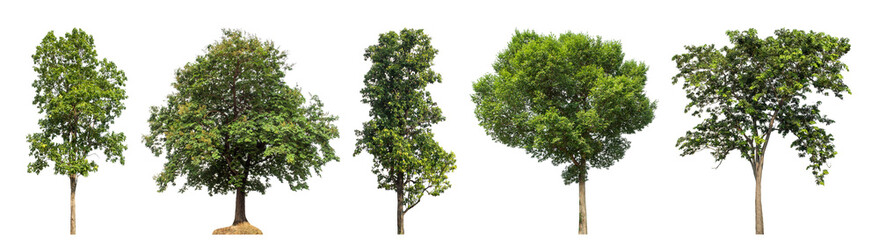 Obraz premium Collection high qaulity green tree has been cut from the original background and replaced with a transparent background for easy selection.