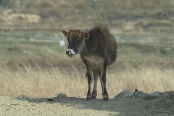 Fototapeta premium Cow in the field 