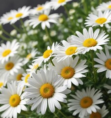 Close-up of delicate daisy flowers in soft focus, spring, background