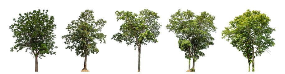 Collection high qaulity green tree has been cut from the original background and replaced with a transparent background for easy selection.