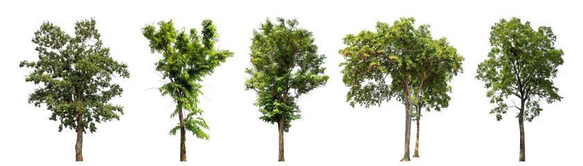 Collection high qaulity green tree has been cut from the original background and replaced with a transparent background for easy selection.