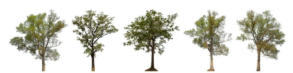 Collection high qaulity tree has been cut from the original background and replaced with a transparent background for easy selection.