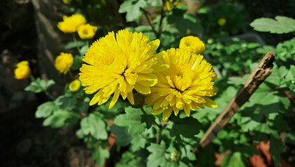 Yellow Chrysanthemum Flowers Blooming on Green Leaves Background in the Garden