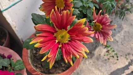 Red and Yellow Chrysanthemums Flower Bloom in a Pot