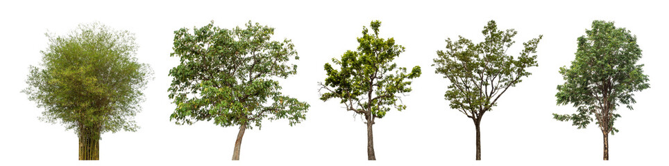 Collection high qaulity green tree has been cut from the original background and replaced with a transparent background for easy selection.