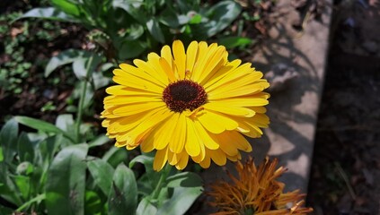 Yellow Pot Marigold or Calendula Officinalis Flower Blooming on Green Leaves Background in Garden