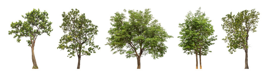 Collection high qaulity green tree has been cut from the original background and replaced with a transparent background for easy selection.
