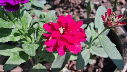 Red Common Zinnia Flower Blooming on Green Leaves Background