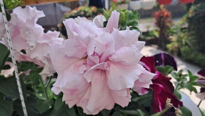White Double Petal Petunia Grandiflora Flowers Blooming on Green Leaves Background