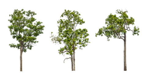 Collection high qaulity green tree has been cut from the original background and replaced with a transparent background for easy selection.